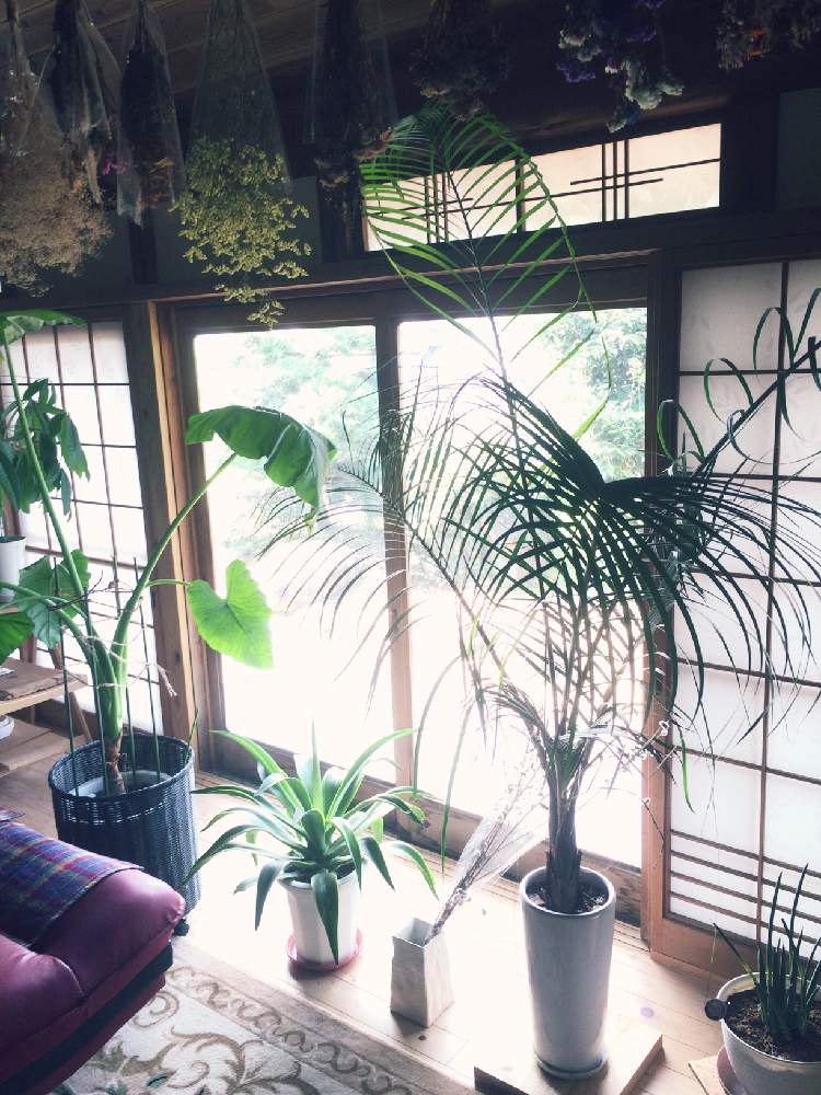 ミツヤヤシ 三角ヤシ の投稿画像 By ミッチさん 観葉植物と窓辺の植物たちと出逢いとヤシと花のある暮らし 19月8月2日 Greensnap グリーンスナップ ミツヤヤシ 三角ヤシ の投稿画像 By ミッチさん 観葉植物と窓辺の植物たちと出逢いとヤシと花のある暮らし 19月8月2日 Greensnap グリーンスナップ