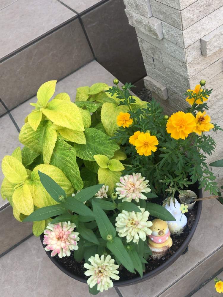 コリウスの投稿画像 By Kasさん ジニアとキバナコスモスと寄せ植えと夏の寄せ植えと花のある暮らし 19月8月2日 Greensnap グリーンスナップ