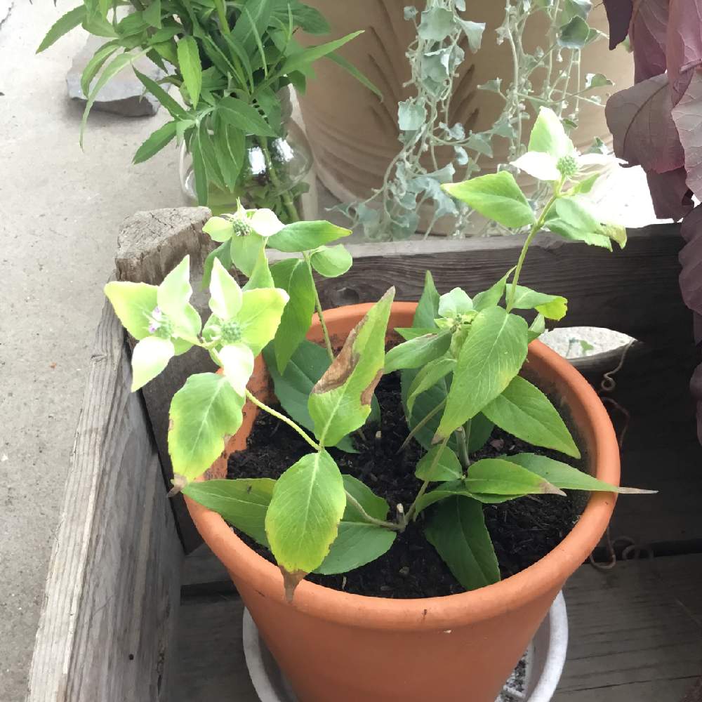 マウンテンミントの投稿画像 By あおいねこさん 白い葉っぱと挿し木とミントの葉と挿し木から成長とミントの香りと白い葉っぱと挿し木とミントの葉 と挿し木から成長とミントの香り 19月8月2日 Greensnap グリーンスナップ Greensnap グリーンスナップ