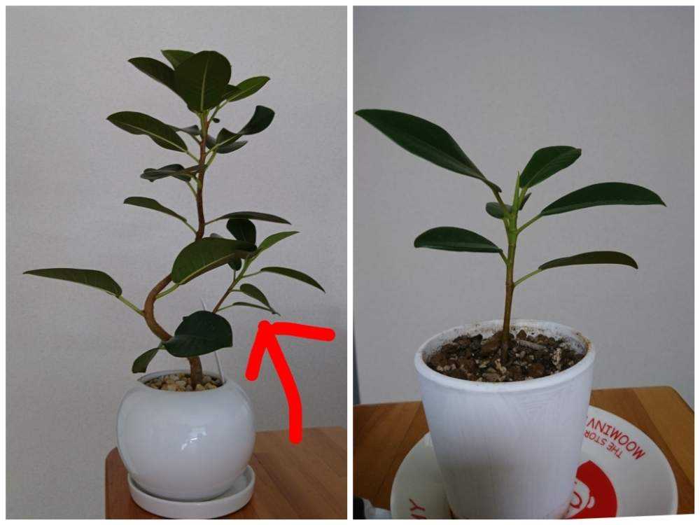 フランスゴムの木 Greensnap グリーンスナップ