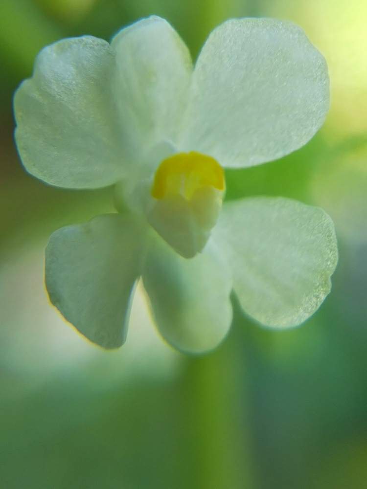 フウセンカズラの投稿画像 By Ecolifeさん 小さな白いお花とちいさな花と風船かずら 19月8月2日 Greensnap グリーンスナップ