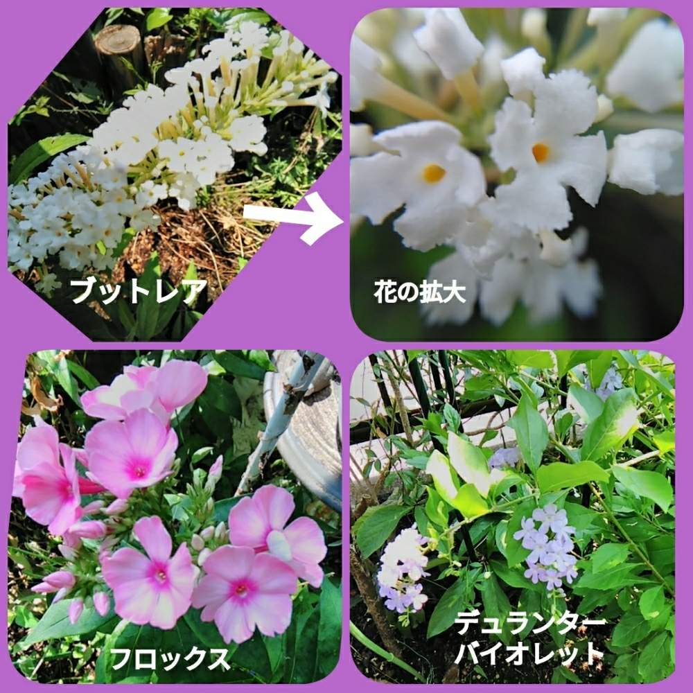 表の花壇の投稿画像 By メリーさん 陽射しあびてと小さい花壇と小さい花と花のある暮らしと猫の額の花壇と狭い花壇と玄関先と地植え 19月8月2日 Greensnap グリーンスナップ