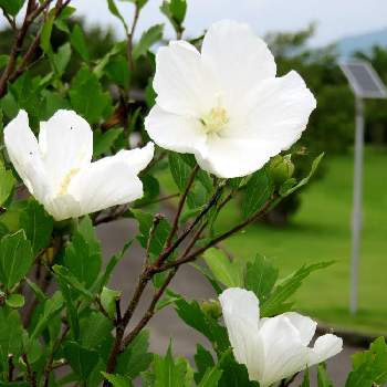 海沿いで見かける植物の投稿画像一覧 Greensnap グリーンスナップ