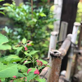 竹垣の画像 by kyonさん | お出かけ先と竹垣と癒しと自然美と初夏の緑と美しいと綺麗とポートレートと癒し空間と赤い紫陽花と素敵な時間と花のある暮らしとかわいいとボタニカルスポット2019夏とiPhone撮影