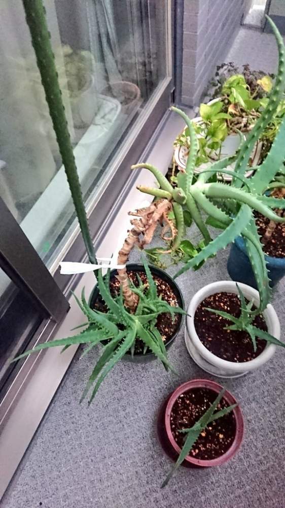 アロエの投稿画像 By だいさん キダチアロエと多肉植物と巨大化 19月8月2日 Greensnap グリーンスナップ