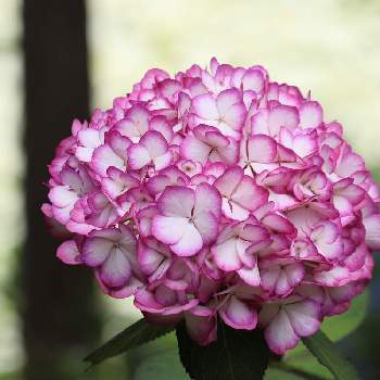 あじさい 紫陽花 アジサイ アナベルの投稿画像一覧 Greensnap グリーンスナップ
