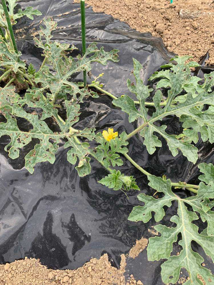 初めての小玉スイカ成長記録 完結編 Greensnap グリーンスナップ