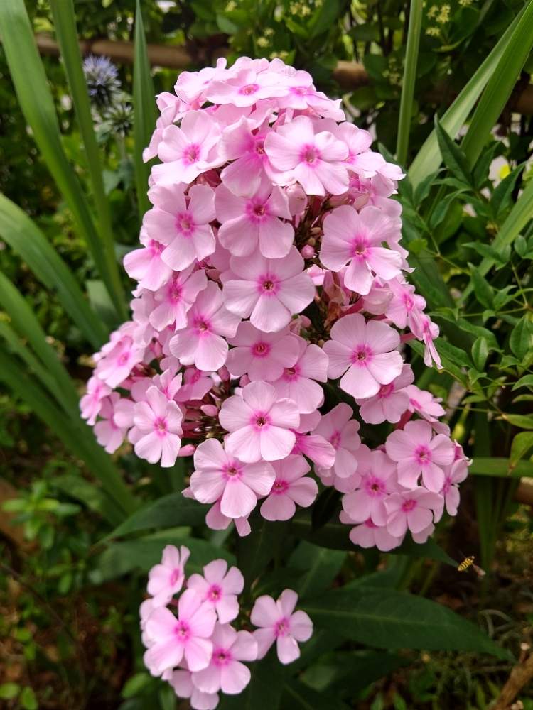 フロックスの投稿画像 By Mimi さん 小さな庭と耐寒性宿根草と花壇とフロックス とマイガーデンとガーデニングと花のある暮らしと庭の宿根草と耐寒性宿根草と花壇とフロックス とマイガーデンとガーデニングと花のある暮らしと庭の宿根草 19月8月2日