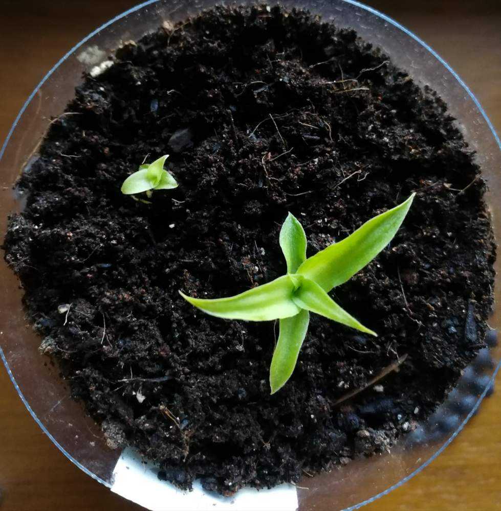 パイナップルを種から育てる Greensnap グリーンスナップ