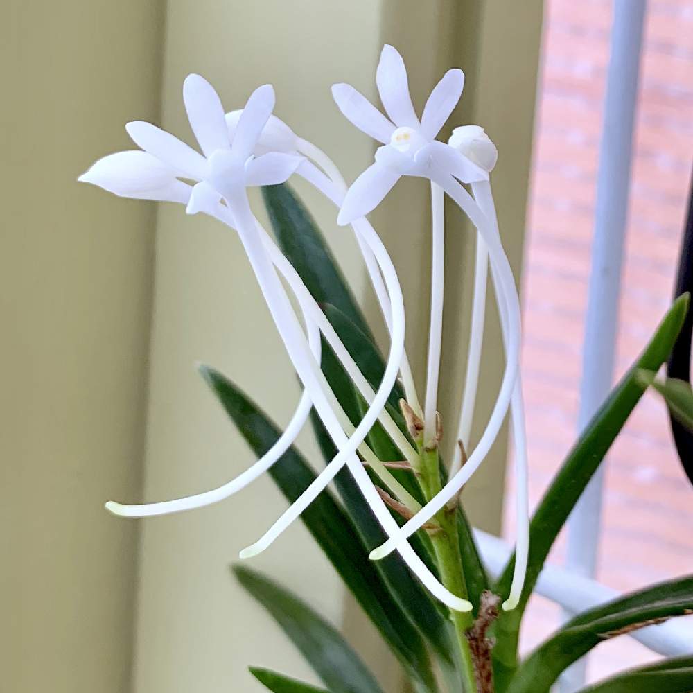 奄美風蘭の投稿画像 By Guchaさん 魅惑の珍蘭奇蘭と魅惑の風蘭 19月8月2日 Greensnap グリーンスナップ