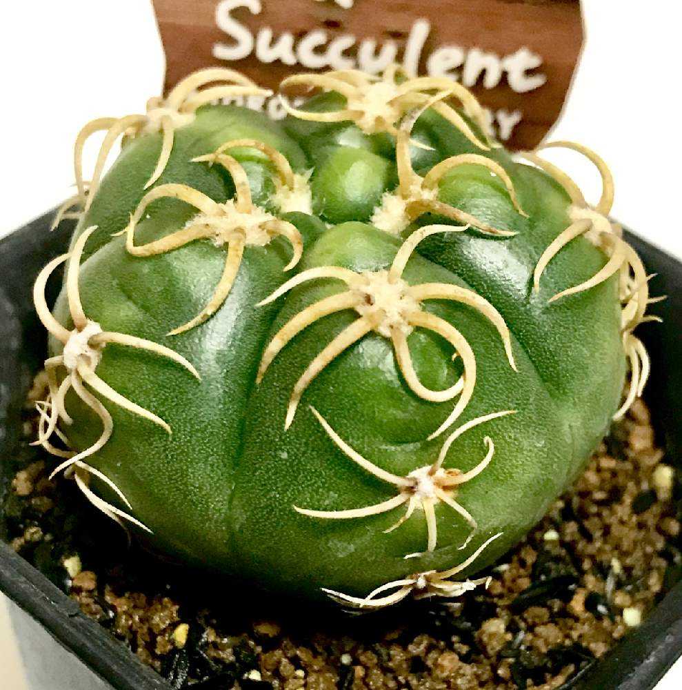 いつまで続くか不明なサボテン購入録｜🍀GreenSnap（グリーン