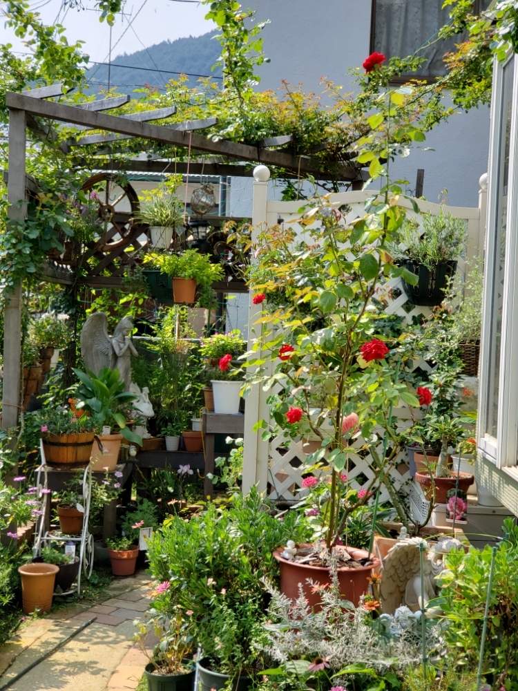 立体的な庭造りの投稿画像 By 天空のバラの五線譜さん バーゴラとイングリッシュガーデンと花のある暮らしとバラ ミニバラ 19月8月2日 Greensnap グリーンスナップ