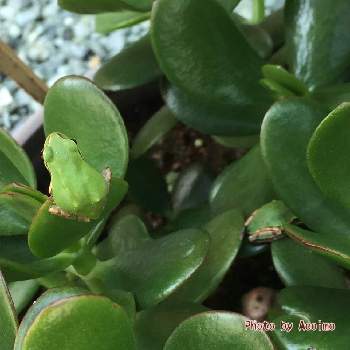 葉っぱの上に蛙の投稿画像一覧 Greensnap グリーンスナップ