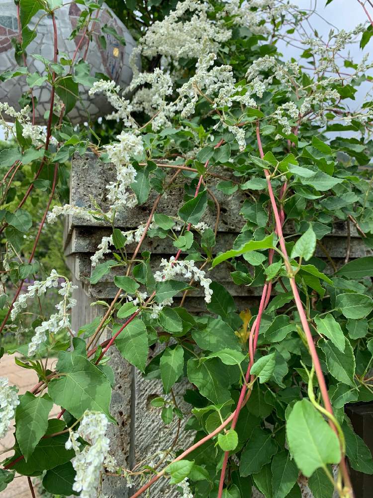 夏雪カズラの投稿画像 By ゆうさん つる性植物と多年草と花のある暮らし 19月8月3日 Greensnap グリーンスナップ