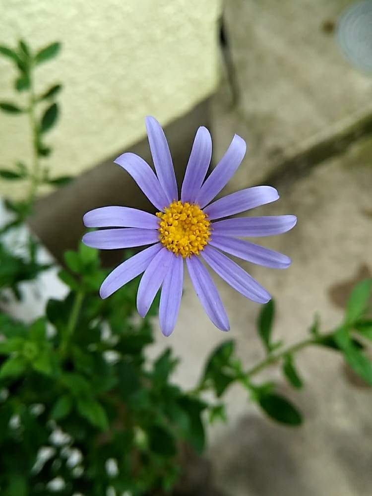 ブルーデージーの投稿画像 By のわさん 玄関と玄関横と北向きの庭と日陰の花壇と鉢植えと花のある暮らしと玄関先と切り戻しと玄関横と北向きの庭と日陰 の花壇と鉢植えと花のある暮らしと玄関先と切り戻し 19月8月3日 Greensnap グリーンスナップ Greensnap