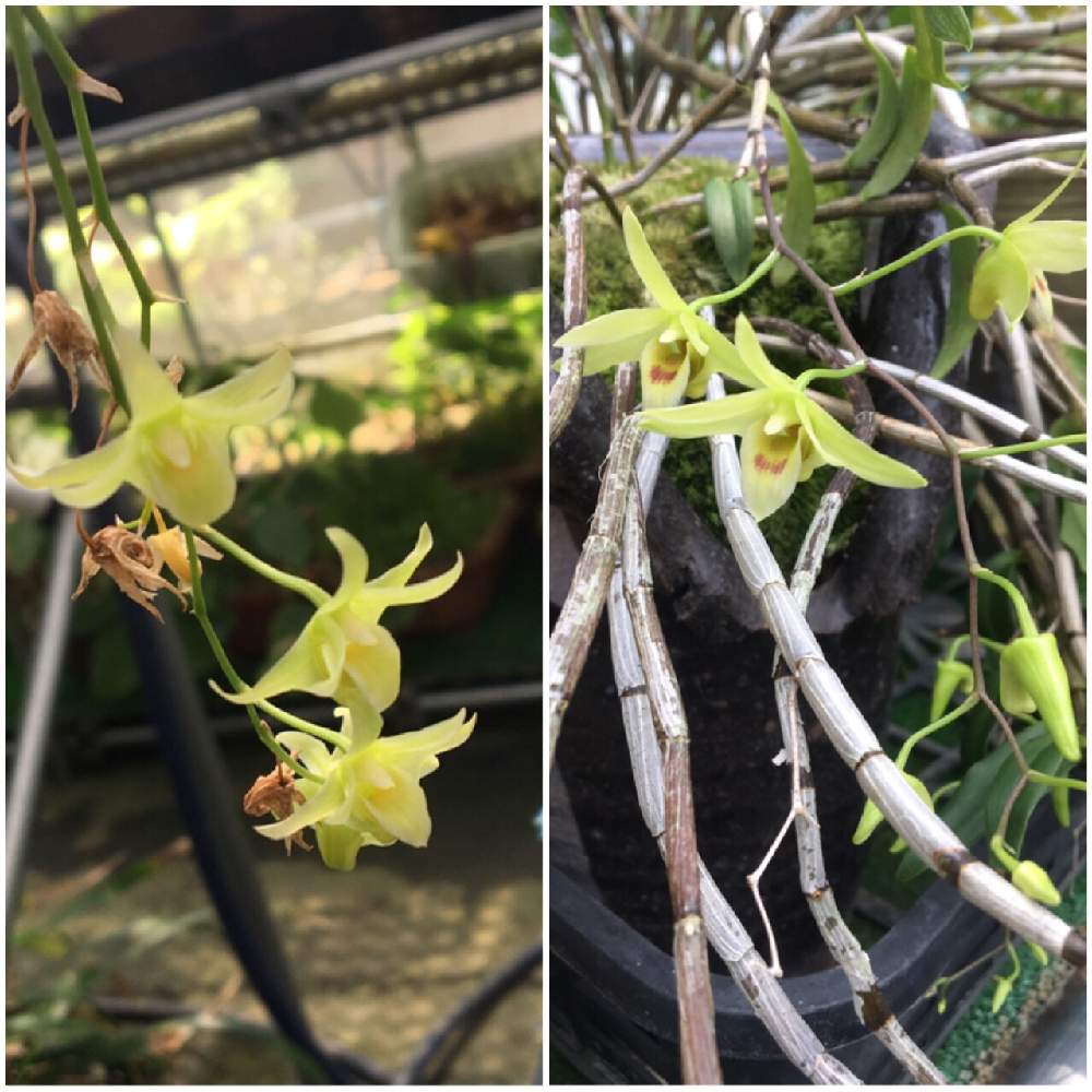 キバナノセッコクの投稿画像 By Mamuさん お出かけ先と山野草と花のある暮らしと素心と蘭科植物と山野草と花のある暮らしと素心と蘭科植物 19月8月3日 Greensnap グリーンスナップ Greensnap グリーンスナップ