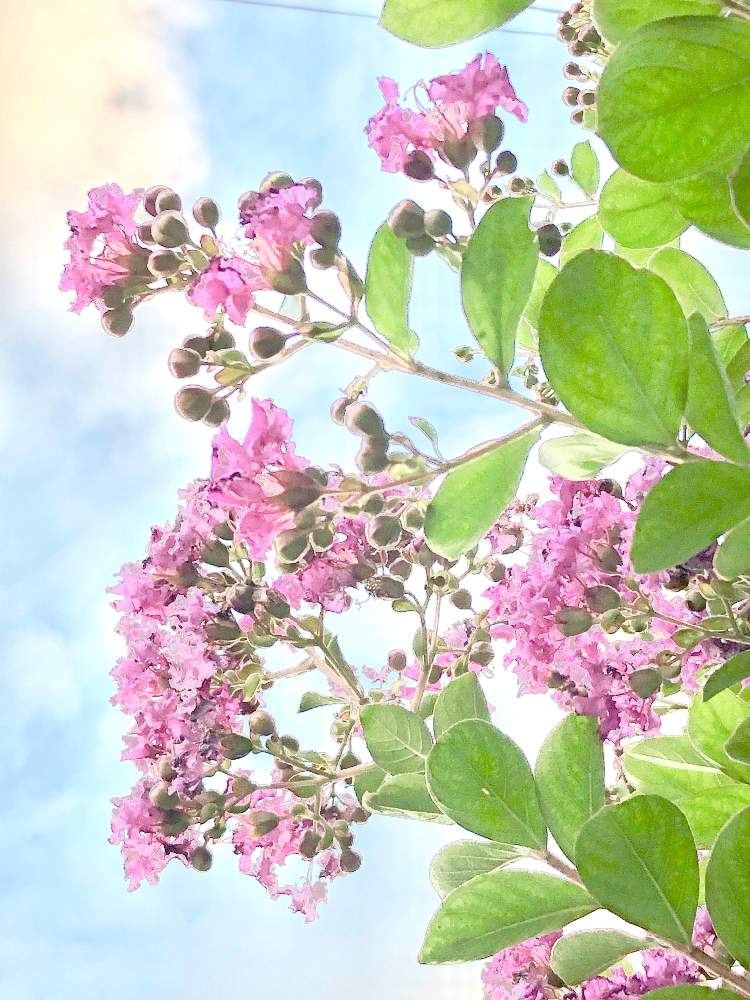 百日紅 サルスベリ の投稿画像 By ロザレオンさん 花のある暮らしと植物に癒されてと出会いに感謝 と暑い夏と花のある暮らしと植物に癒されてと出会いに感謝 と暑い夏 19月8月3日 Greensnap グリーンスナップ Greensnap グリーンスナップ