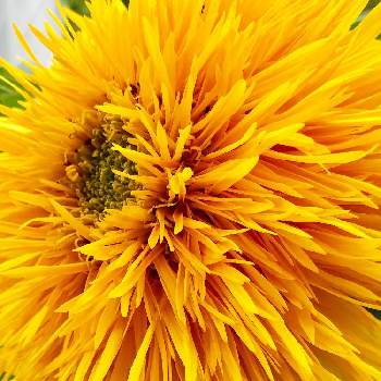 八重咲きヒマワリの投稿画像一覧 Greensnap グリーンスナップ