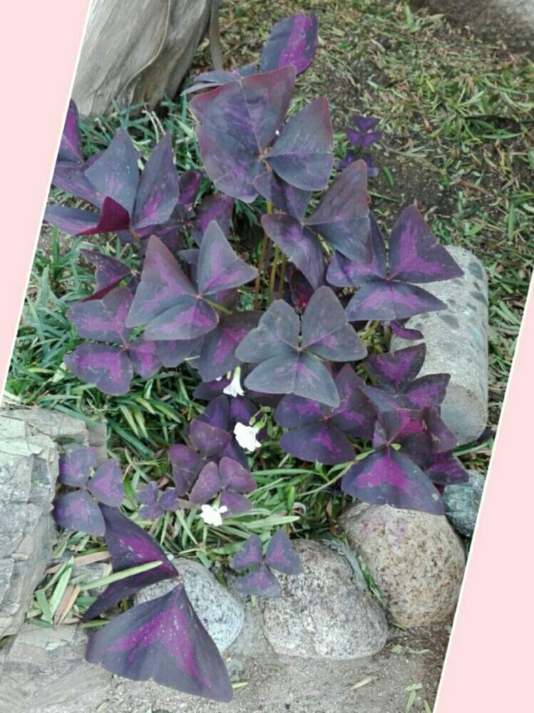 オキザリス トリアングラリスの投稿画像 By Erinさん 花咲く雑草と小さな花壇と名前を教えてくださいと花のある暮らしと地植えといただいたお花 2019月8月3日 Greensnap グリーンスナップ