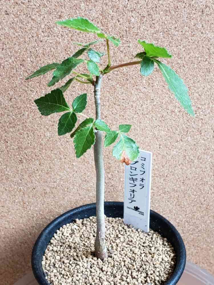 コミフォラ オブロンギフォリアの一覧｜🍀GreenSnap（グリーン