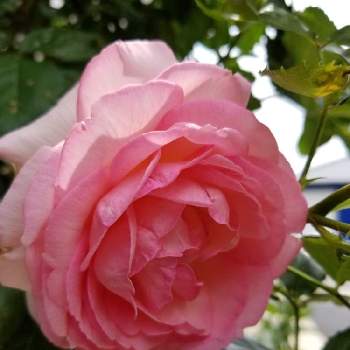 薔薇の初心者の画像 by takiさん | 小さな庭とバラの種類と花の香りとバラの香りと薔薇好きと可愛いお花とバラの育て方と香りの花を育てたいと薔薇の初心者と花のある暮らしと花が好き