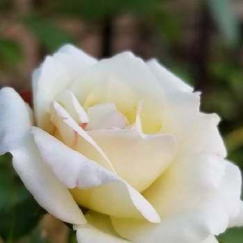 薔薇の初心者の画像 by takiさん | 小さな庭とバラの種類と花の香りとバラの香りと薔薇好きと可愛いお花とバラの育て方と香りの花を育てたいと薔薇の初心者と花が好き
