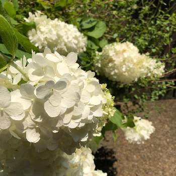 紫陽花 白の投稿画像一覧 Greensnap グリーンスナップ