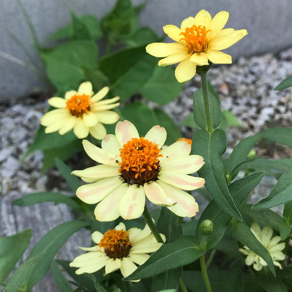 ジニア 百日草 の投稿画像 By あねもねさん 寄せ植えと花壇と夏の花と土いじり好きと花の写真で癒されると花の写真撮るのが好きとガーデニングと花のある暮らし 19月8月3日 Greensnap グリーンスナップ