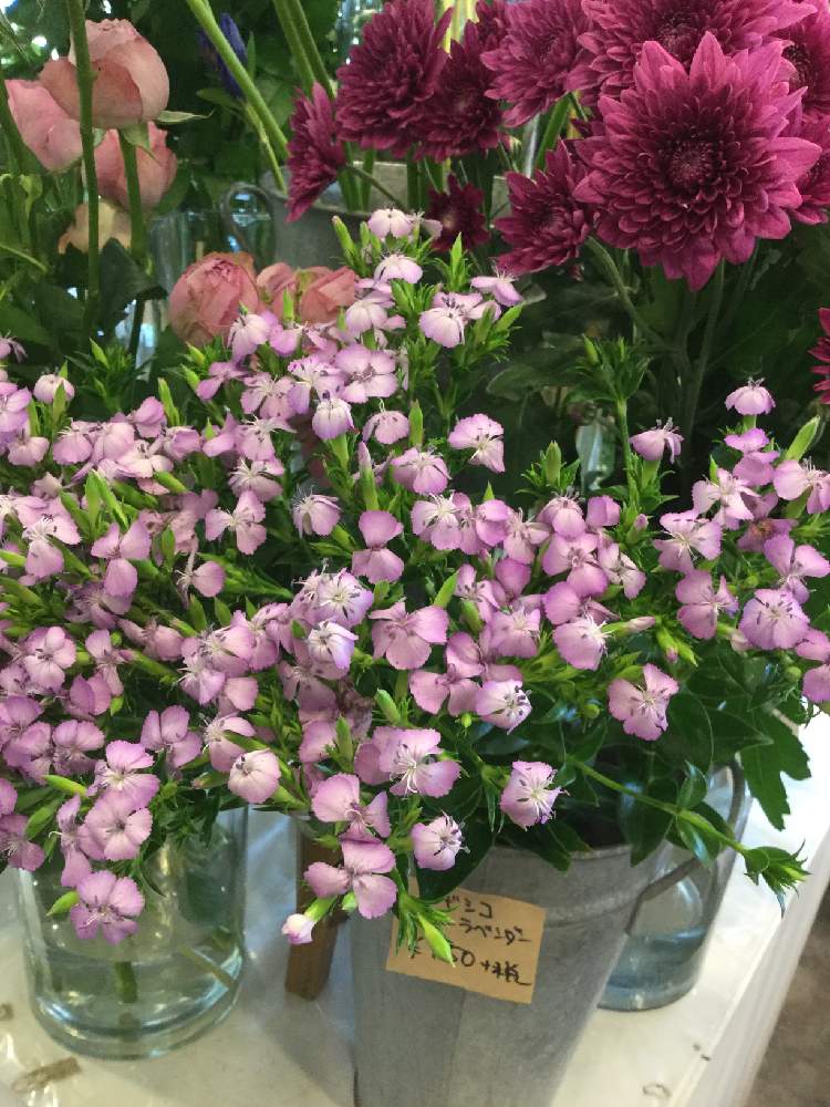 インテリアの投稿画像 By 花りんお買い得さん 切り花と花のある暮らしと花りんと本日の入荷と切り花と花のある暮らしと花りんと本日の入荷 19月8月 3日 Greensnap グリーンスナップ Greensnap グリーンスナップ