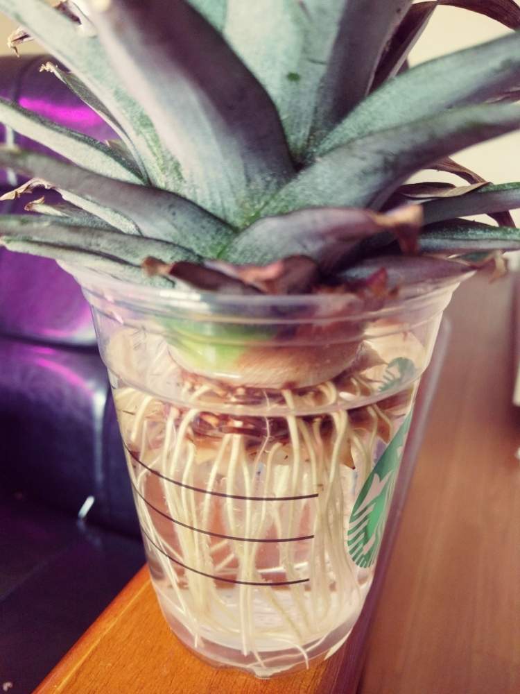 パイナップルの投稿画像 By Franさん 部屋の中とスタバカップと水耕栽培と観賞用パイナップルとパイナップル成長記録とled栽培 19月8月3日 Greensnap グリーンスナップ