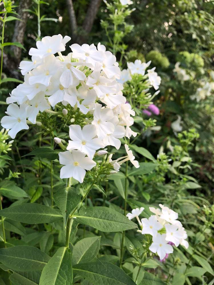 フロックスの投稿画像 By まめ157さん 宿根草の庭とさいた と花壇と次々開花 とマイガーデンと今日の１枚とグリーングリーン とナチュラルスタイルと花のある暮らしと白い花 19月8月3日 Greensnap グリーンスナップ