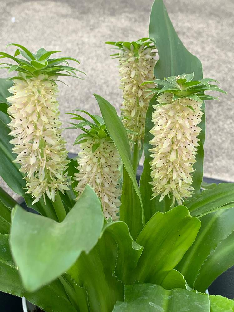 パイナップルリリーの投稿画像 By ナオッチさん 観葉植物とプランターと花壇とアレンジフラワーと鉢植えとガーデニングと花のある暮らしと切り花 とバルコニー ベランダと鉢花と観葉植物とプランターと花壇とアレンジフラワーと鉢植えとガーデニングと花のある暮らしと