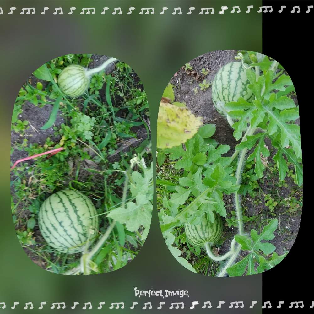 スイカの投稿画像 By Miさん 畑と可愛いと スイカと可愛いと スイカ 19月8月3日 Greensnap グリーンスナップ Greensnap グリーンスナップ