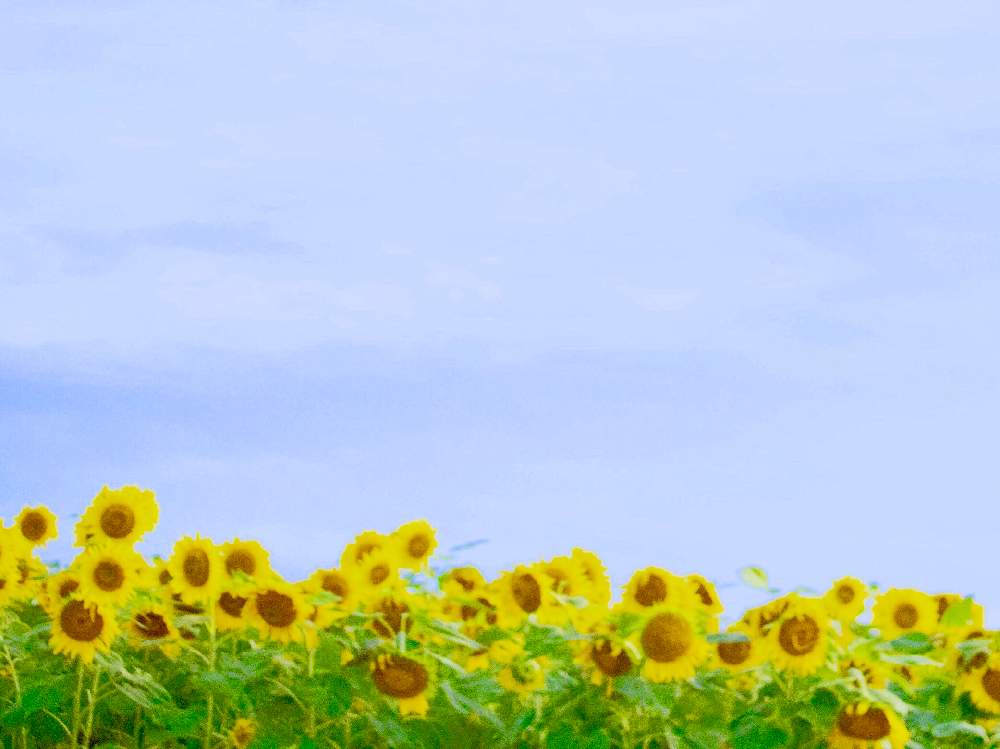 ひまわり の投稿画像 By Yamatotoさん 柳川ひまわり園と太陽の花と夏の花と花のある暮らしとチーム福岡 19月8月3日 Greensnap グリーンスナップ