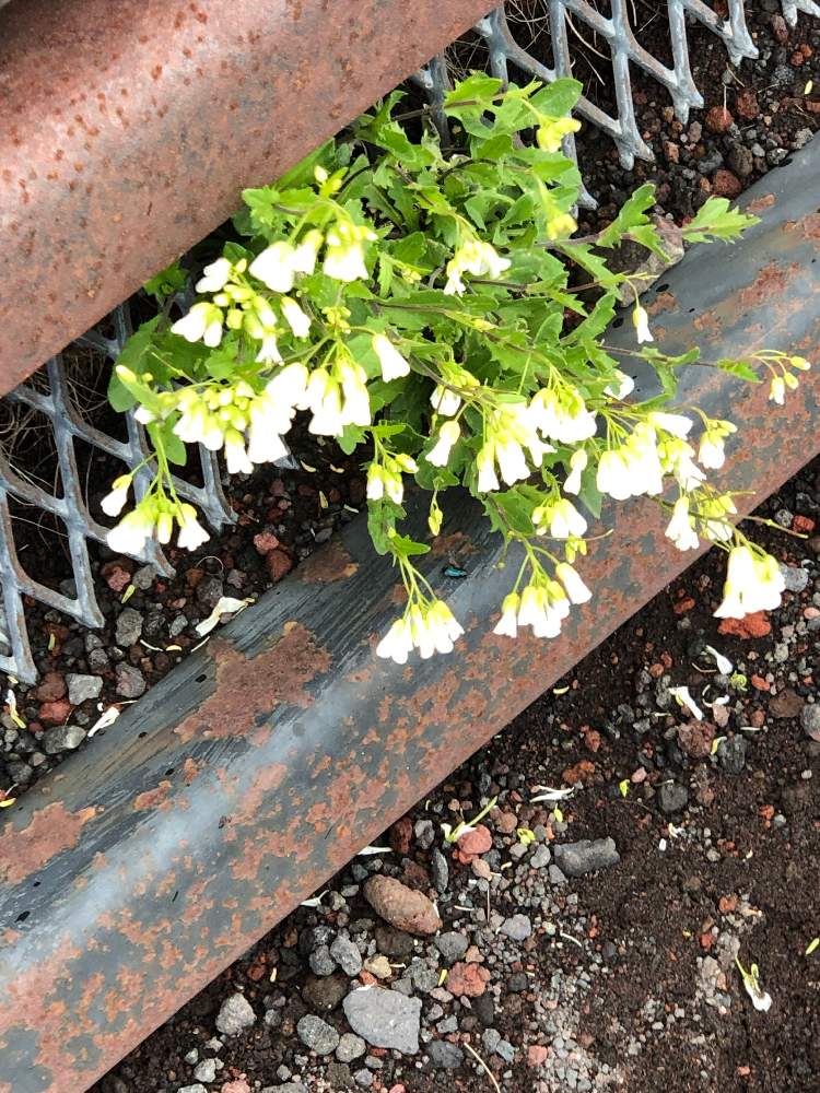 富士旗竿 フジハタザオの投稿画像 By タカさん 19月8月3日 Greensnap グリーンスナップ