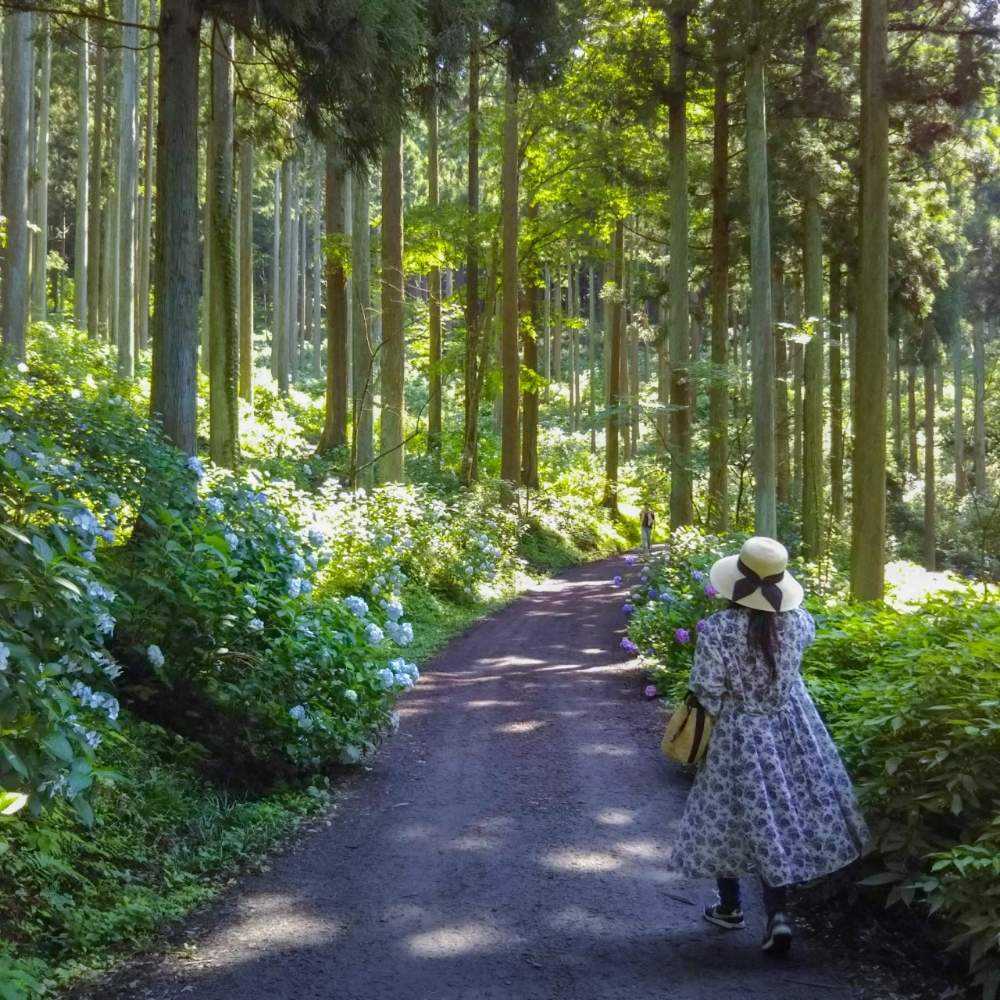 みちのくあじさい園 Greensnap グリーンスナップ みちのくあじさい園 Greensnap グリーンスナップ