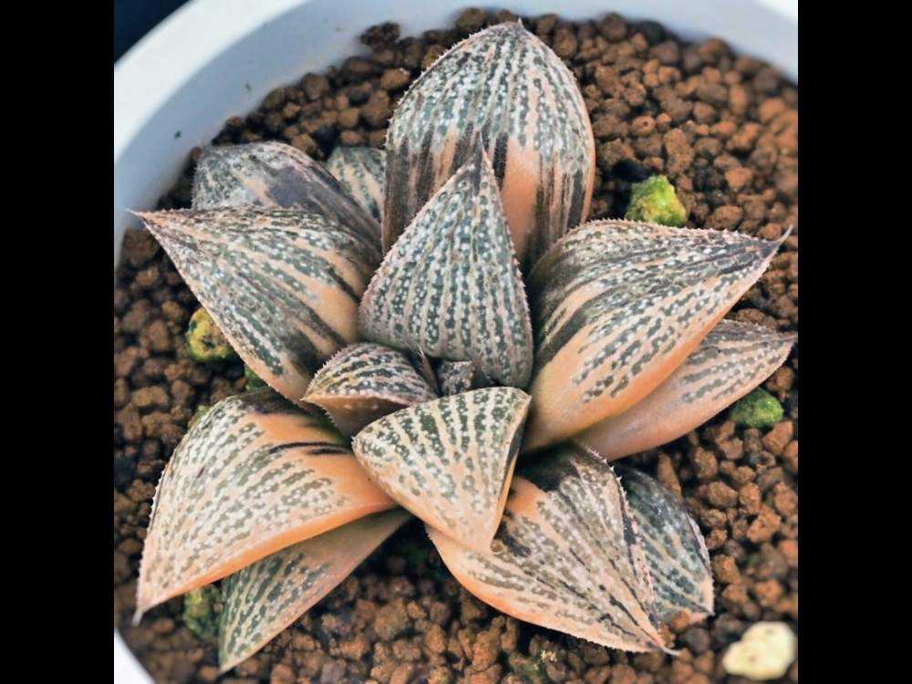 ハオルチア・ジュエリークイーン｜🍀GreenSnap（グリーンスナップ）