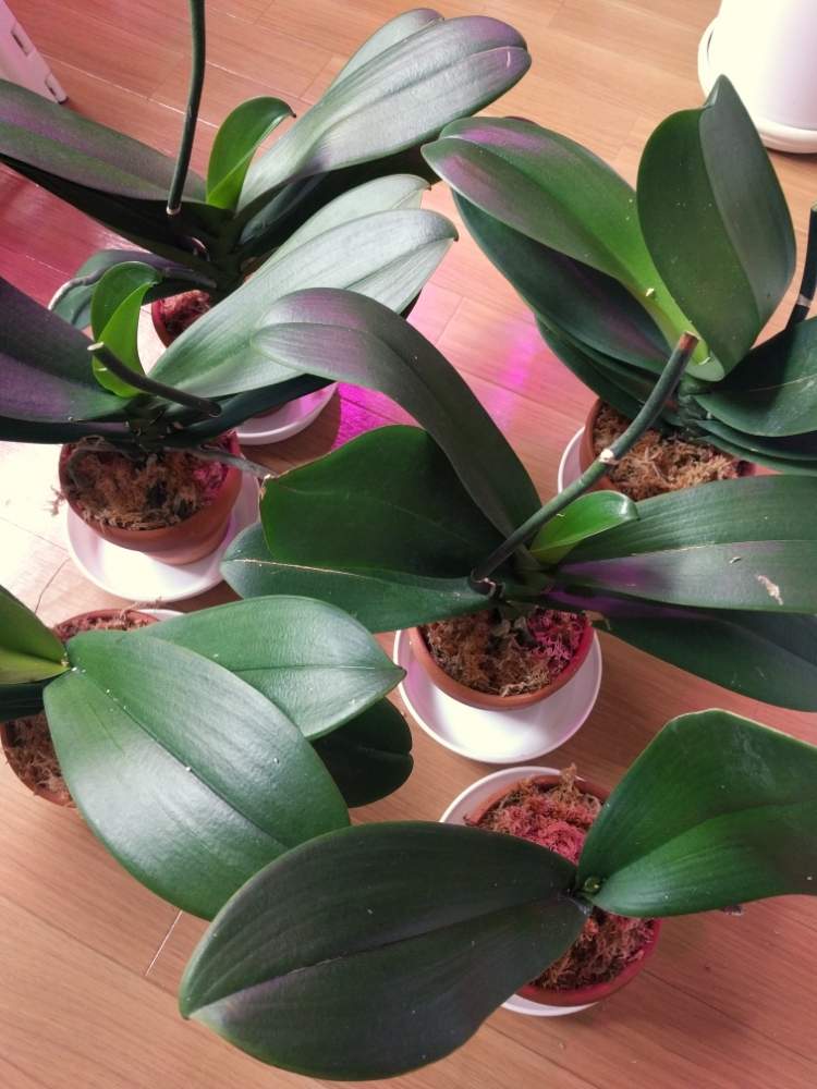 胡蝶蘭の投稿画像 By Franさん 部屋の中と水苔栽培と鉢植えと切り戻しと頂いた胡蝶蘭 19月8月3日 Greensnap グリーンスナップ