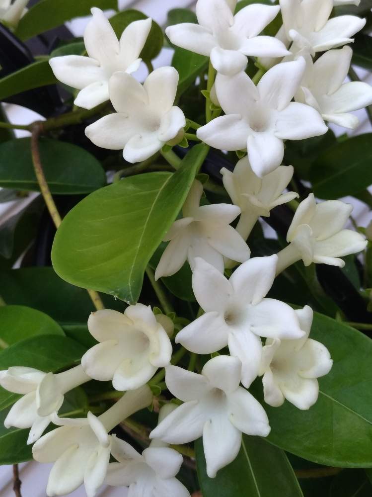 マダガスカルジャスミンの投稿画像 By わこ さん 花のある暮らしと素敵な花とたくさんの花といいかおりと白い花と小さな庭と花のある暮らしと素敵な花 とたくさんの花といいかおりと白い花 19月8月4日 Greensnap グリーンスナップ Greensnap グリーン