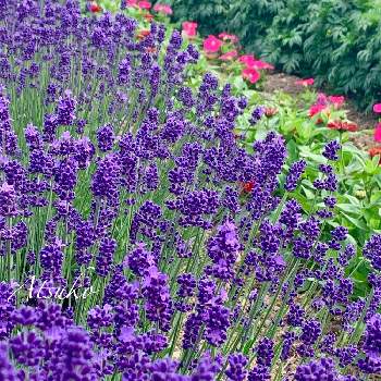 北海道の夏の花の投稿画像一覧 Greensnap グリーンスナップ