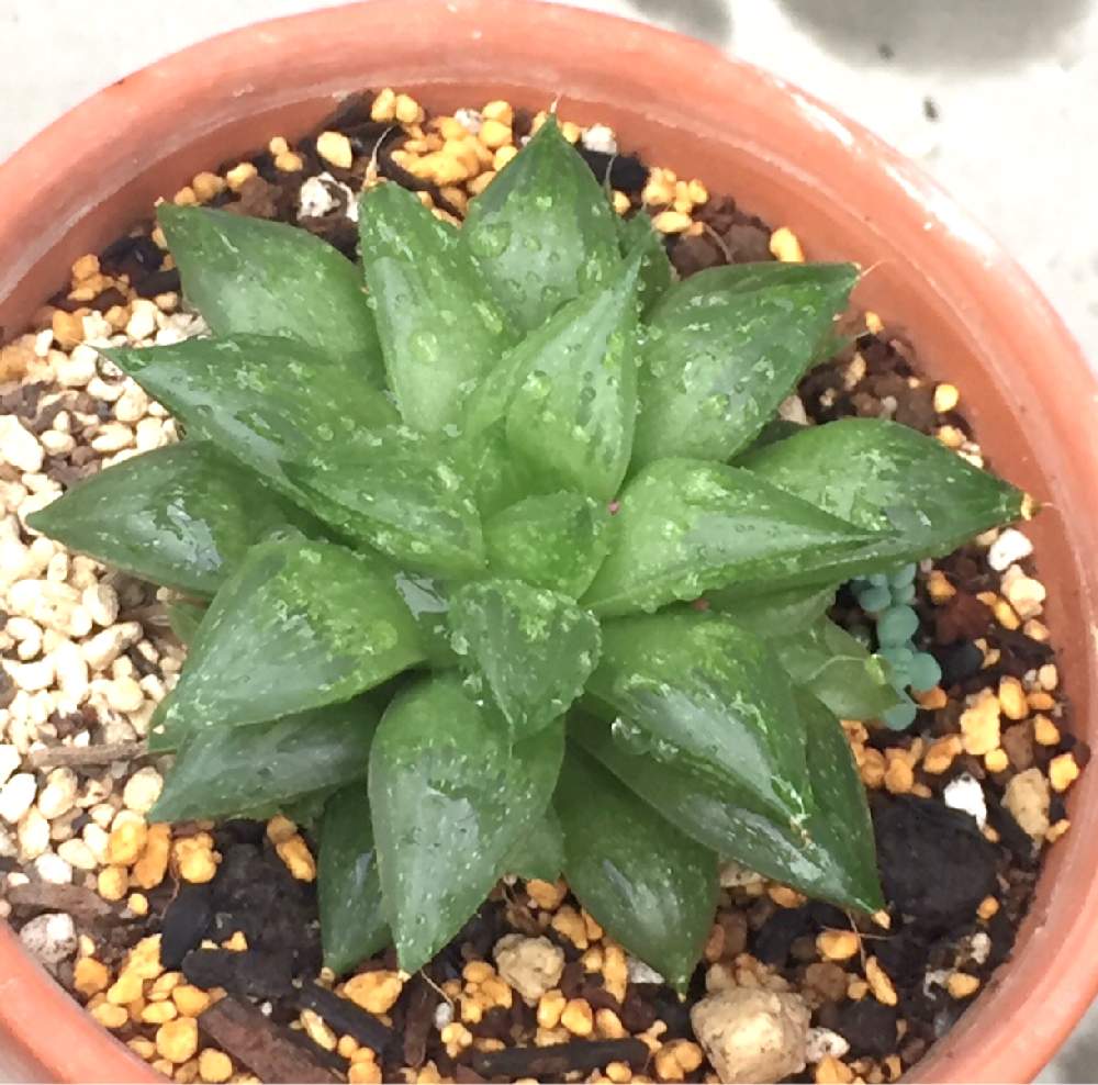 ハオルチア玉緑の投稿画像 By To Moさん 多肉植物と多肉女子 19月8月4日 Greensnap グリーンスナップ