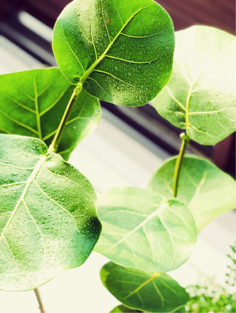 シーグレープの投稿画像 By Amyさん 観葉植物と新芽と好きな葉っぱと植物のある暮らし 2019月8月4日 Greensnap グリーンスナップ
