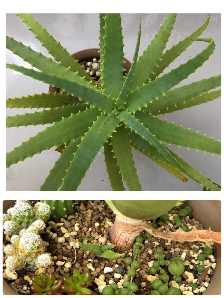 アロエの投稿画像 By ともさん 銀手毬とキダチアロエと多肉植物とみどりのある暮らしとアロエ 科と観葉植物と植物のある暮らしとボタニカルライフと癒しと植中毒と緑のある暮らしと大きくな れ とアロエ属と多肉女子と立派になってね と葉っぱ好きとバルコニスト 19