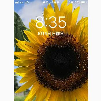 壁紙祭り19夏の投稿画像一覧 Greensnap グリーンスナップ