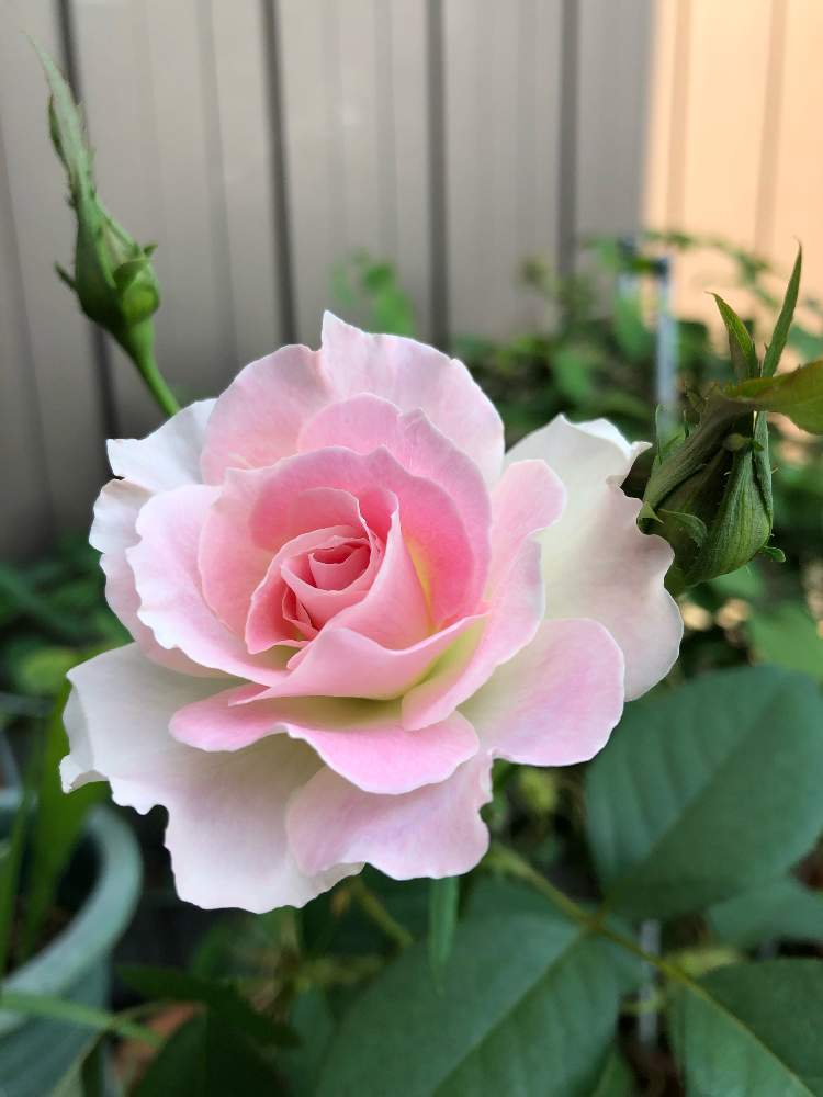 薔薇 マチルダの投稿画像 By まゆらさん 薔薇 と薔薇好きとネコ大好き 19月8月4日 Greensnap グリーンスナップ