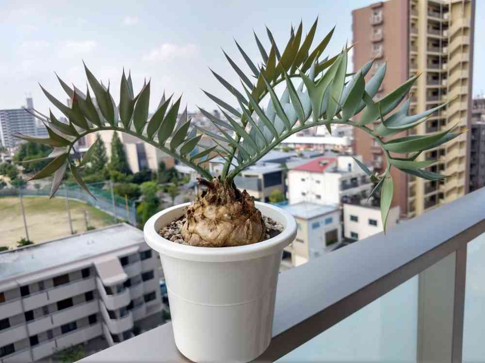 エンセファラルトストリスピノーサスの一覧｜🍀GreenSnap（グリーン