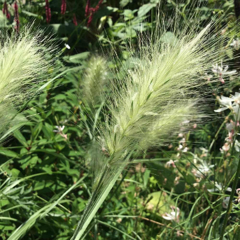 ペニセタム ギンギツネの投稿画像 By あおいねこさん 小さな庭ともけもけと夏の日とグラス 類と穂がきれいと北海道とモフモフと本日の庭と北海道ガーデンともけもけと夏の日とグラス類と穂がきれいと北海道とモフモフと本日の庭と北海道ガーデン 19月8月4日