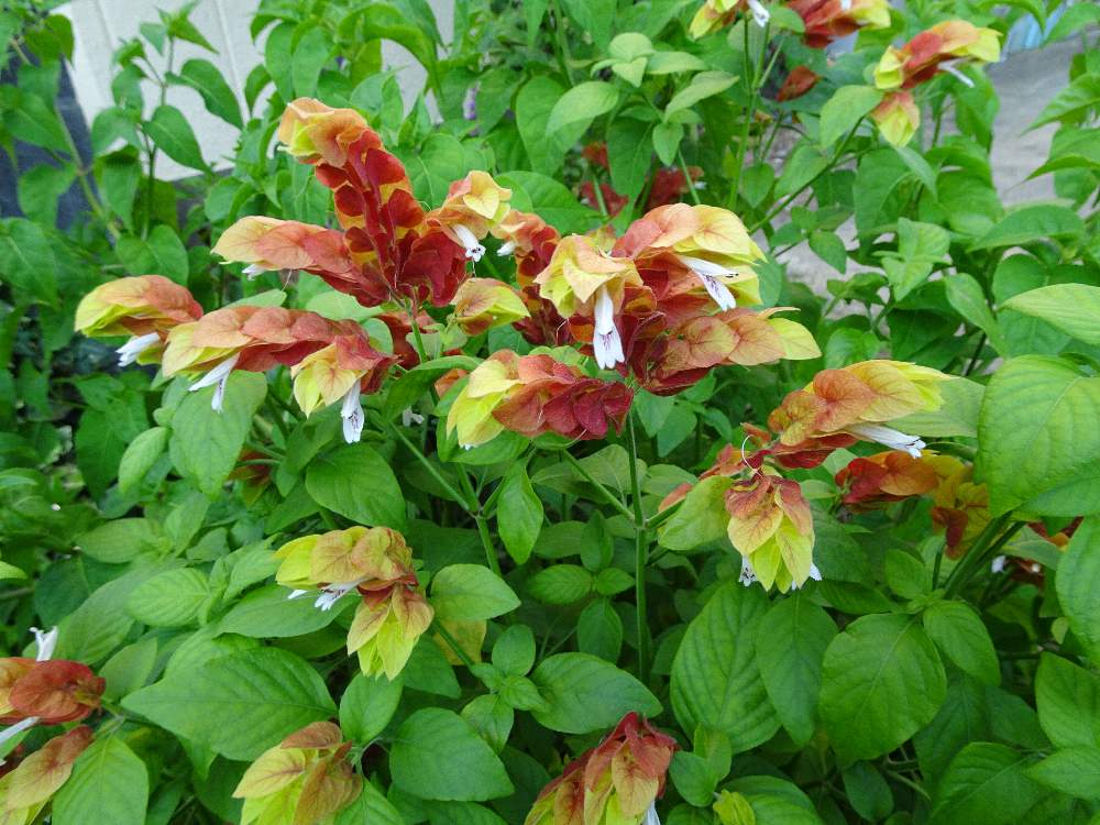 コエビソウの投稿画像 By Trekkさん ベロペロネと8月の花とキツネノマゴ科と山野草と夏のお花と湘南平付近と常緑低木と小海老草 とお出かけ先と8月の花とキツネノマゴ科と山野草と夏のお花と湘南平付近と常緑低木と小海老草 19月8月4日 Greensnap グリーン