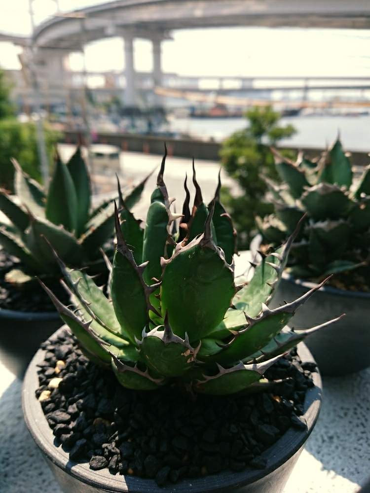 多肉植物 アガベ ホリダ