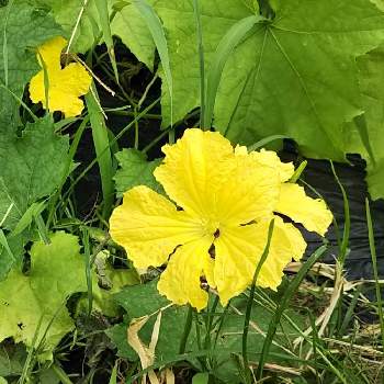 ヘチマの花の投稿画像一覧 Greensnap グリーンスナップ